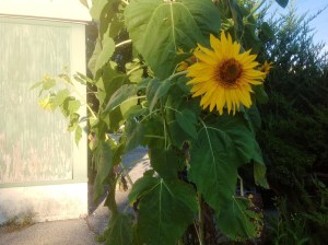 Sunflower at old shed