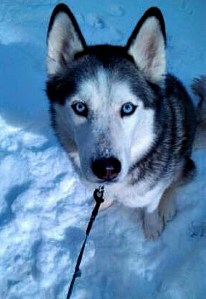 According to the American Kennel Club, "the Siberian Husky is known for its amazing endurance and willingness to work."
