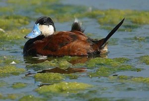 Ruddy duck_