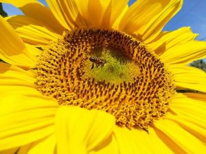 Karen Pearlman - bee on sunflower
