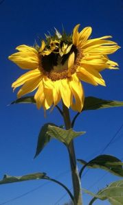 Karen Pearlman - windblown sunflower