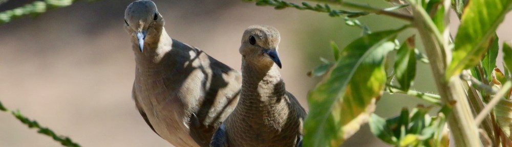 two doves in foliage
