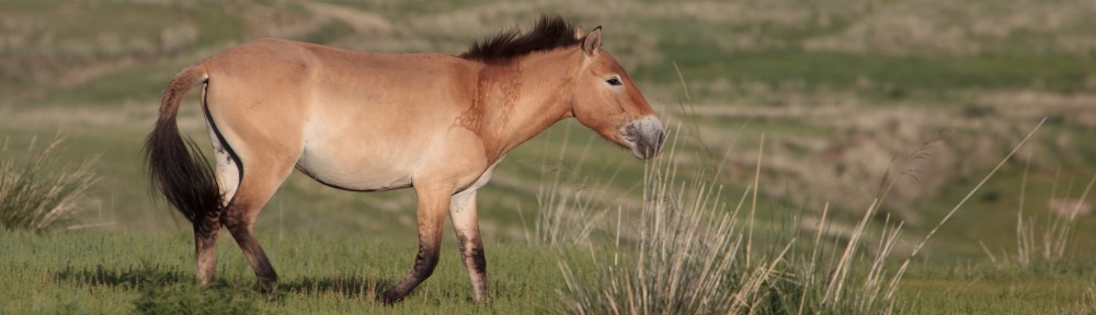 Takh horse, Mongolia