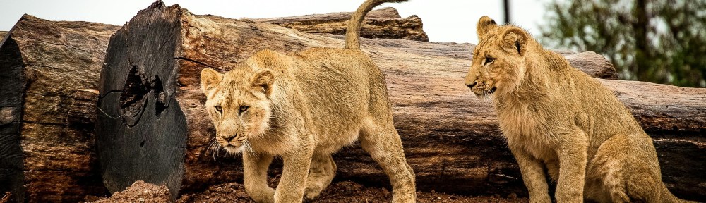 Lions in Africa