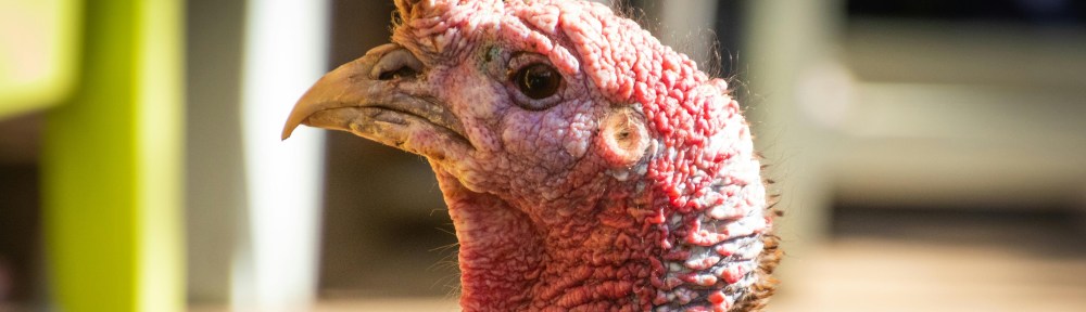 Photo of a turkey profile, by Magda Ehlers, via Pexels.
