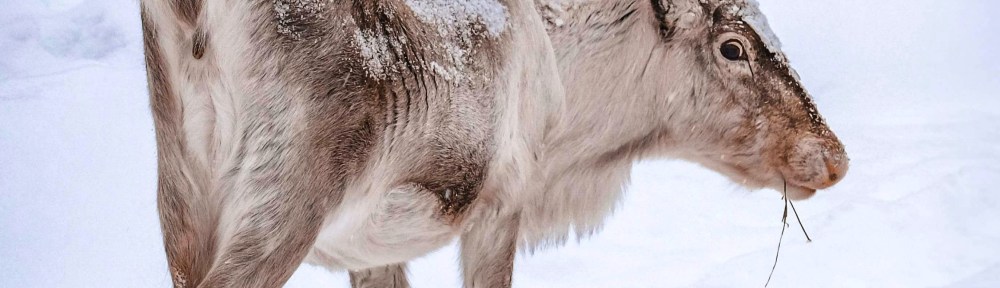 Reindeer, by Francesco Ungaro (Pexels)